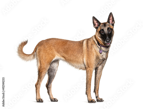 Standing Malinois dog isolated on white