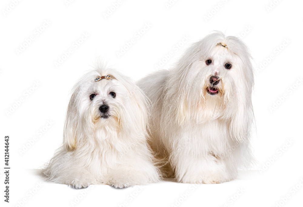 Two Coton de Tulear dogs, isolated on white Two Coton de Tulear dogs, isolated on white