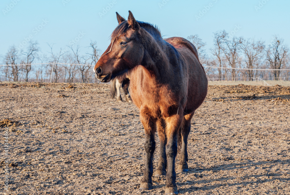 Fototapeta premium Slovikia ranch Tanami