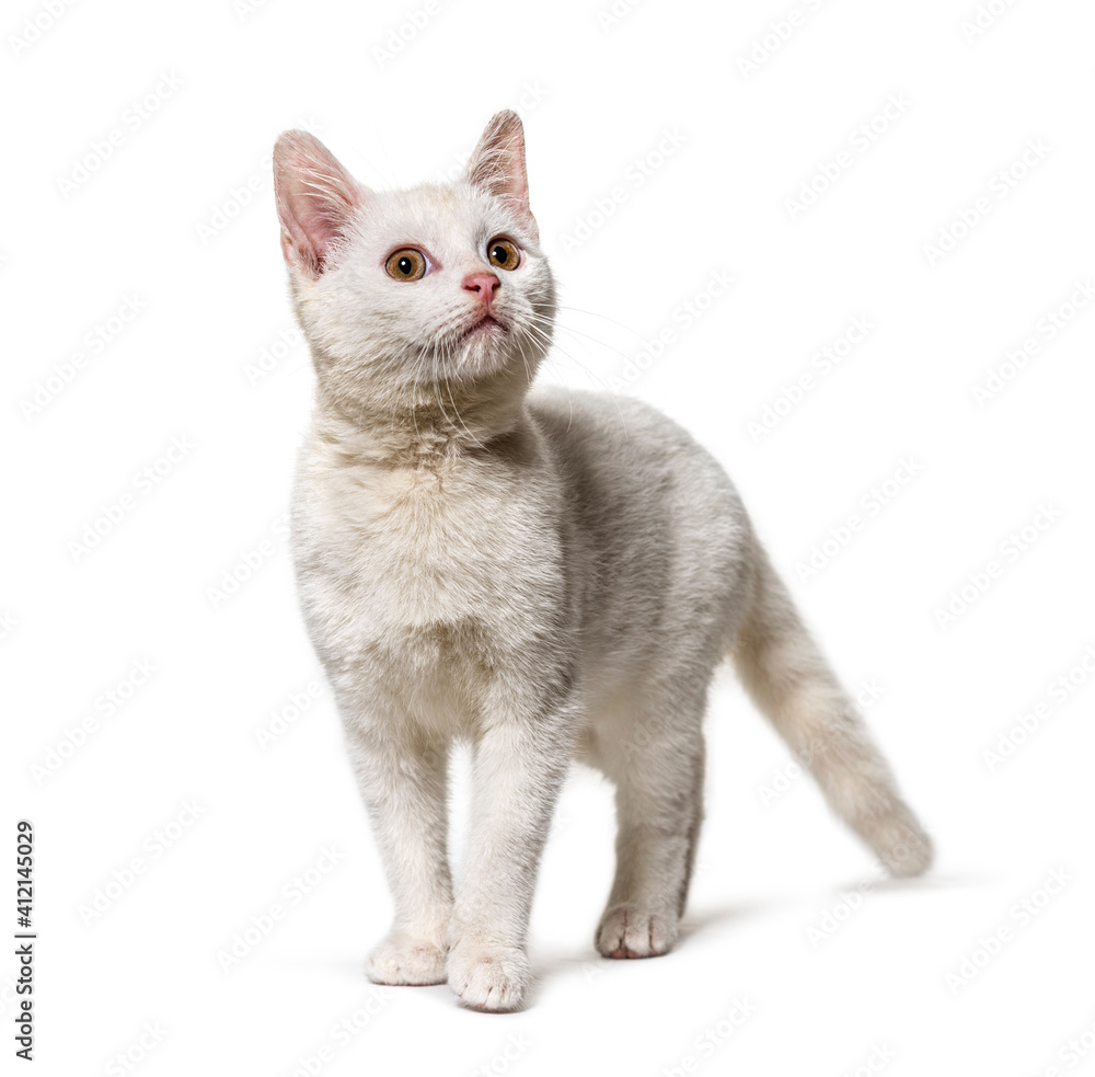 White young Crossbreed cat looking up isolated on white
