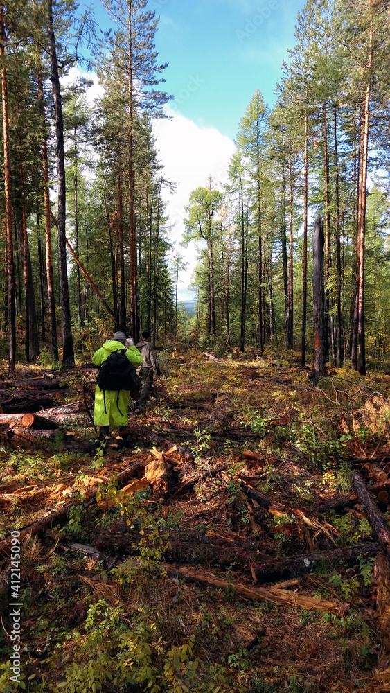 People walk along a trail in the Siberian taiga. Geologists are following the forest route. People walk along a trail in the Siberian taiga. Geologists are following the forest route.