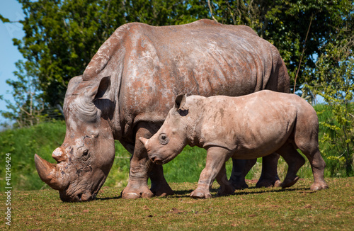 rhino and calf