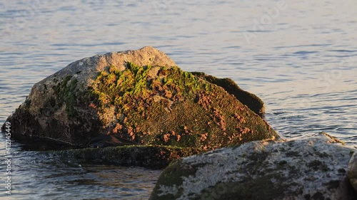 A big stone covered with sea green moss at the sunset. Golden hour at the seashore.