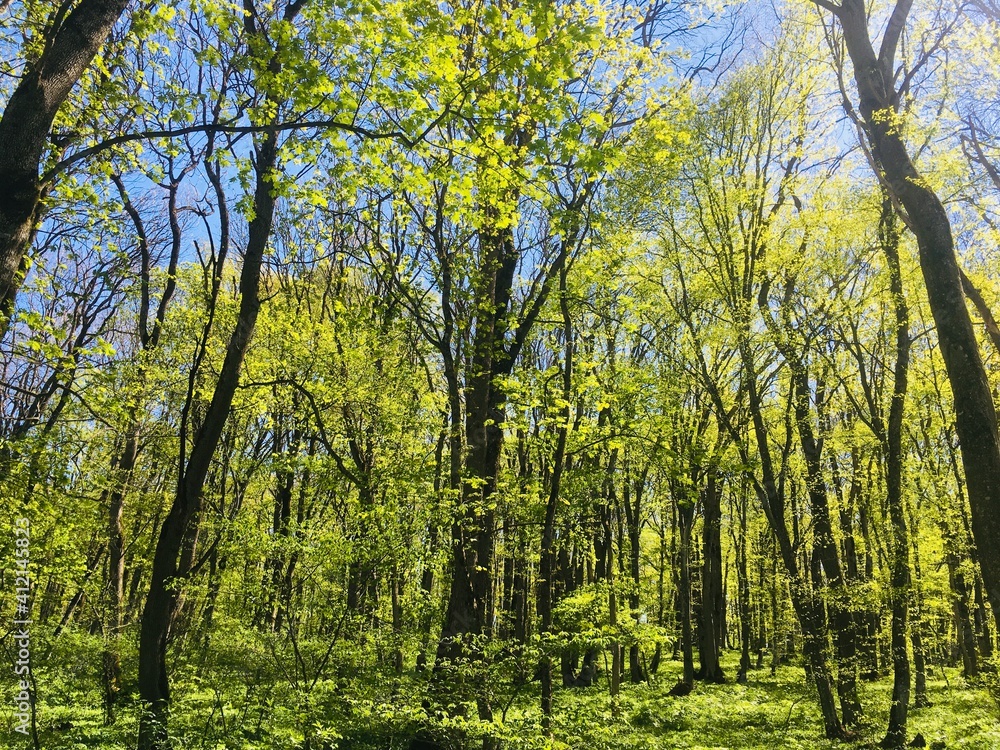 Spring in the forest Spring in the forest