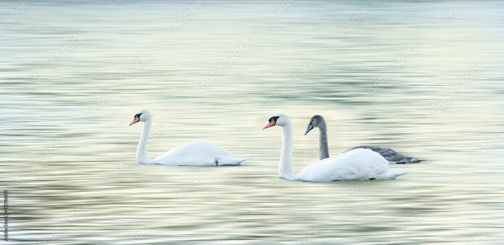 Obraz premium swans on the lake