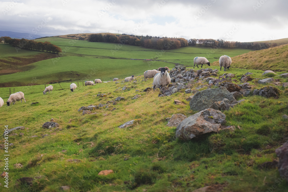 Grazing Scottish Blackface Merino Sheep (Ovis aries) in the countryside landscape of  the Pentland Hills Regional Park in southwest Edinburgh, Scotland.