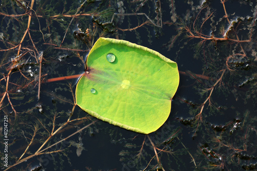 The green lotus leaves are on the water