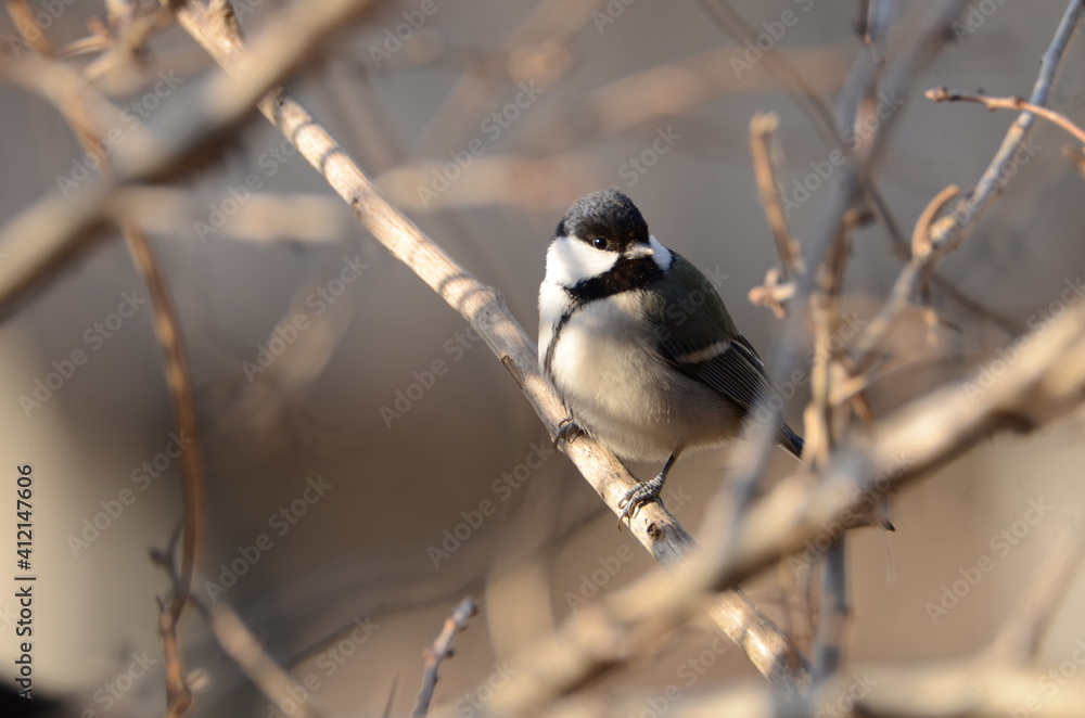 black capped cardinal