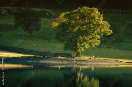 tree by the lake photo