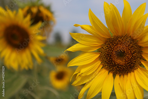 Beautiful close-up sunflowers. Summer vibe. Sunflowers background, nature.