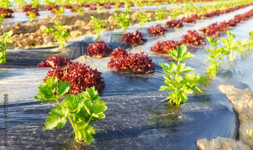 Organic vegetable farm field with patches covered with plastic mulch, selective focus.