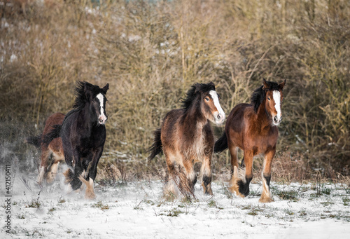 Beautiful big group of Irish cob horses fowls running wild in snow on ground towards camera through cold deep snowy winter field at sunset galloping shire horse leading the pack visible breath outdoor