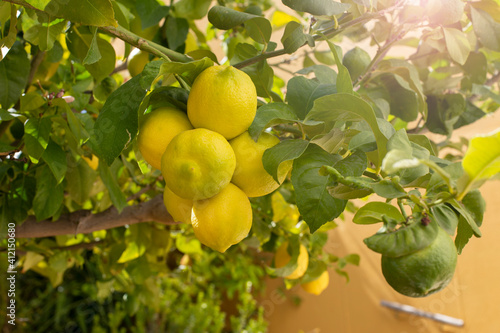 A bunch of fresh ripe lemons on a lemon tree branch in a sunny garden. copy space.