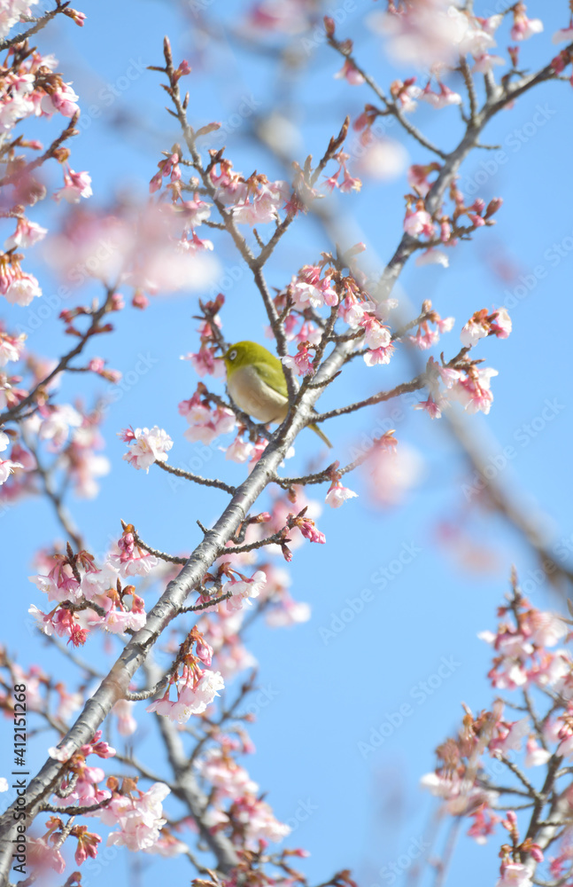 メジロと桜の花