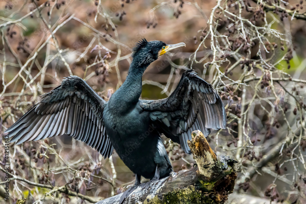 Naklejka premium A great black cormorant sitting on a tree and spreading its wings to dry them in a pond called Jacobiweiher next to Frankfurt, Germany at a sunny day in winter.