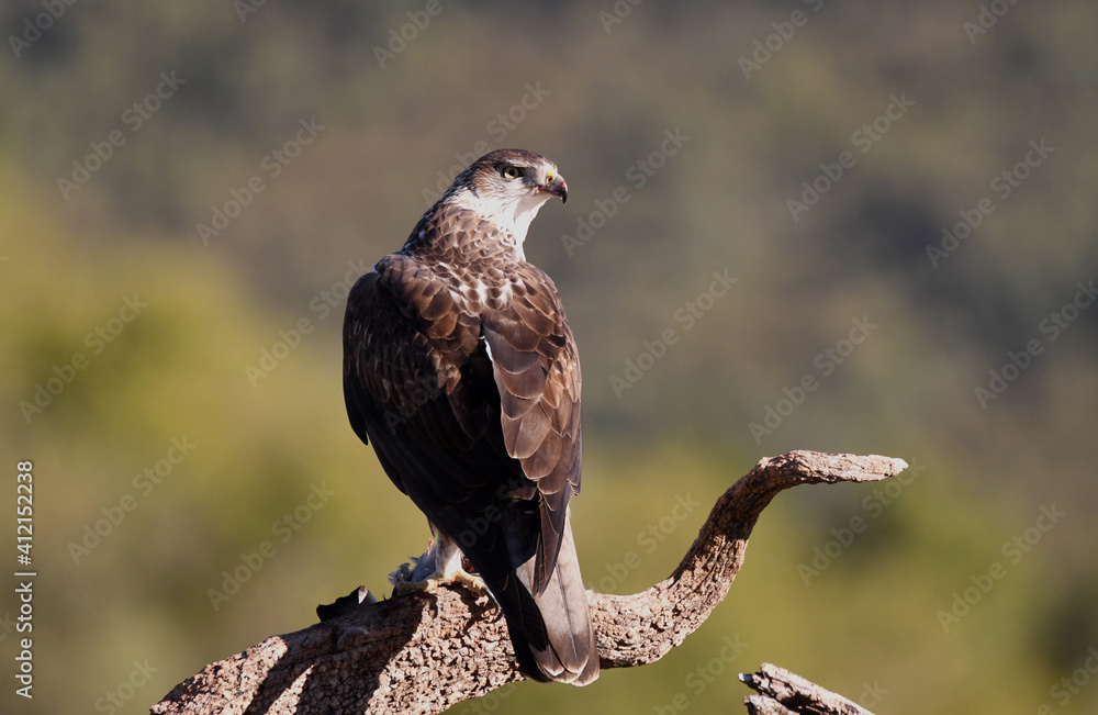 Fototapeta premium aguila perdicera en su posadero con una presa