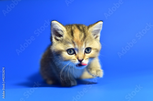 Small kitten of the British chinchilla breed on white background. Little baby cat lick. Babycat with with open mouth sticking out tongue licks. Family cats and domestic kittens concept