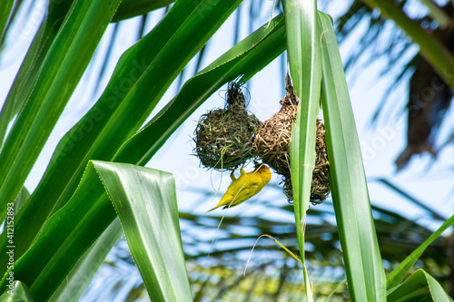 tropical palm bird 