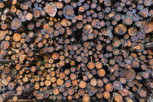 Stacked of felled logs timber wallpaper background