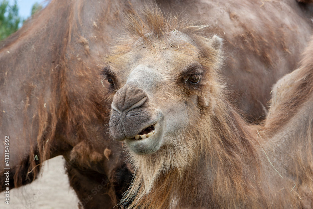 Obraz premium Jonge kameel met gekke bek!
