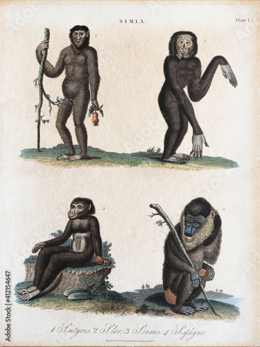 Georgian, copperplate print from the Encyclopaedia Londinensis