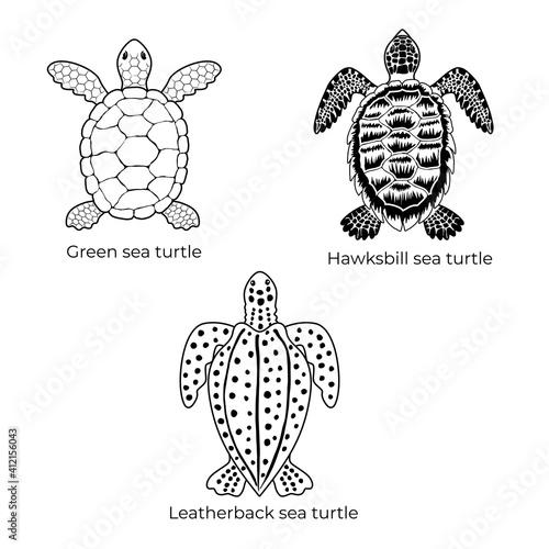 Set of black and white vector cliparts of Green sea turtle, Hawksbill sea turtle and Leatherback sea turtle. Three species of endangered sea tortoise photo