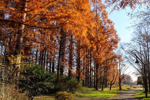 秋 森林 メタセコイヤ 紅葉 オレンジ 夕暮れ 幻想的 綺麗 美しい 優美 草 