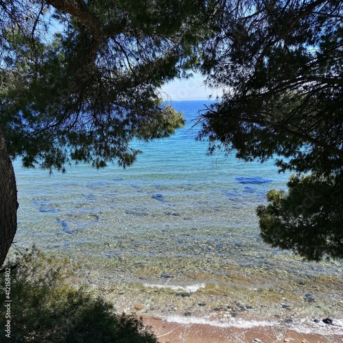 tree on the beach