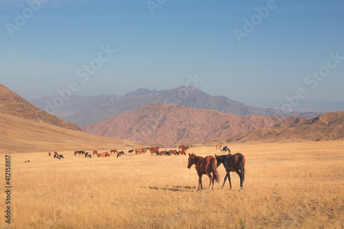 Wild horses in a sweeping landscape of the Assy Plateau  a large mountain steppe valley and summer pasture with herdsmen and horses 100km from Almaty  Kazakhstan.