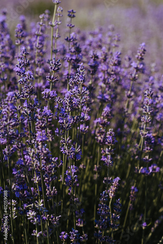 Blooming lavender field. A juicy purple, lavender, flower growing in a field under the sun. Lavender for decoration, for decoration. Lavender for the pastry chef. Summer flower