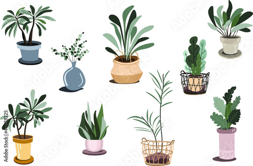  Stylish plants and flowers in different pots. Interior decoration.