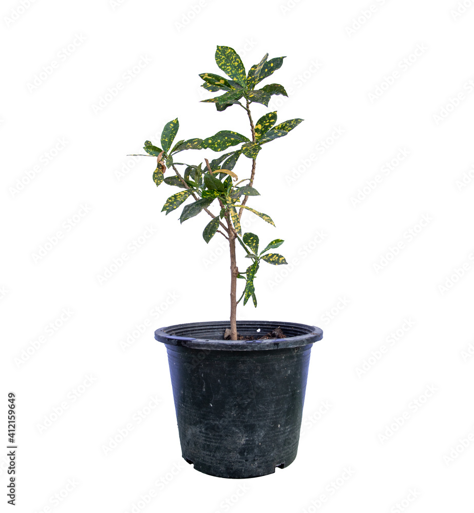Codiaeum variegatum tree in a pot, Ornamental plants, home decoration plants ,Isolated on White Background Codiaeum variegatum tree in a pot, Ornamental plants, home decoration plants ,Isolated on White Background