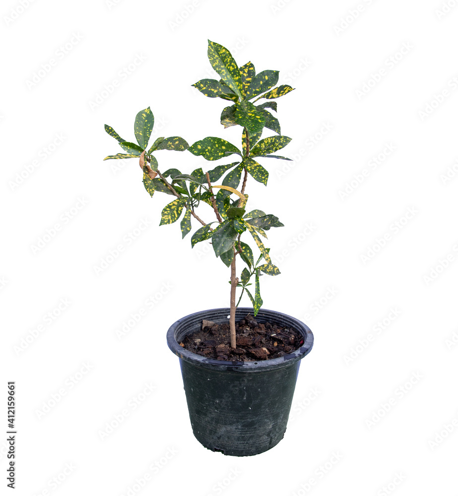 Codiaeum variegatum tree in a pot, Ornamental plants, home decoration plants ,Isolated on White Background Codiaeum variegatum tree in a pot, Ornamental plants, home decoration plants ,Isolated on White Background