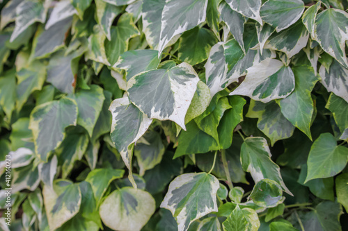 Closeup shot of blooming Colchis ivy leaves photo