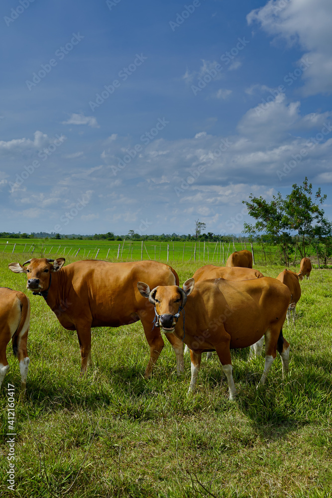 beef cattle grass feeding outdoors