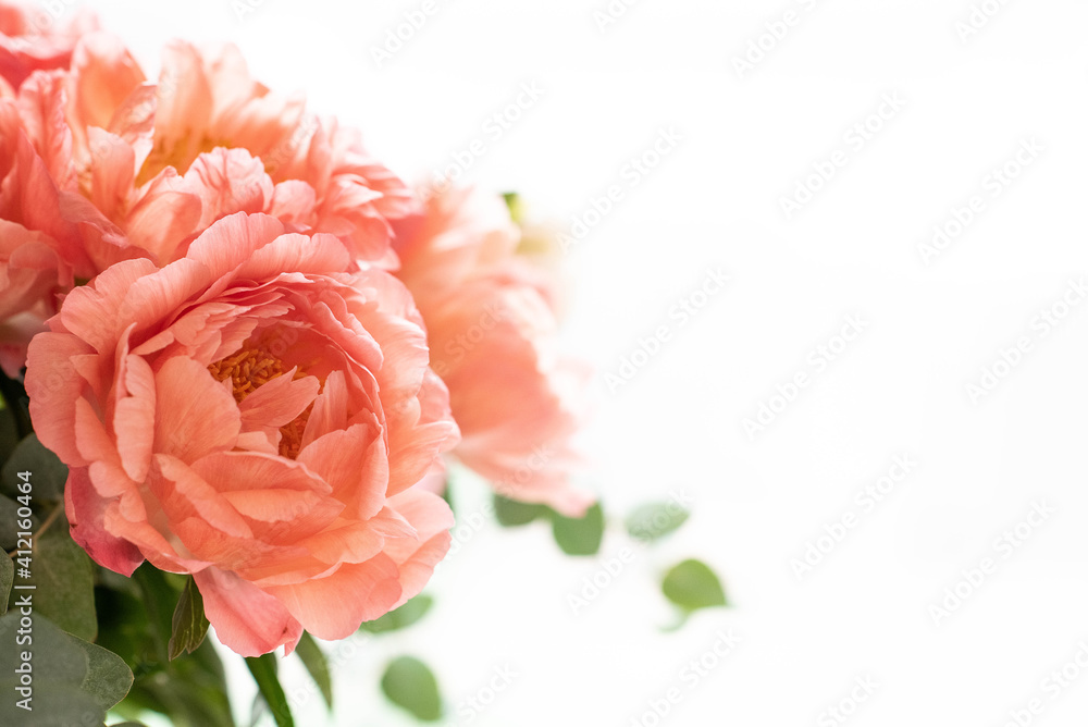 Bouquet of peonies on a white background. Eucalyptus and peonies bouquet in a glass vase. Beautiful bouquet of flowers. Bouquet of peonies on a white background. Eucalyptus and peonies bouquet in a glass vase. Beautiful bouquet of flowers.