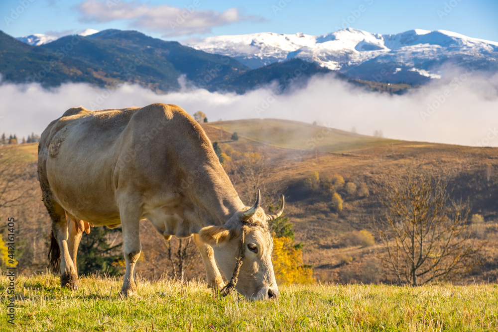 Farm cow grazing on alpine pasture meadow in summer mountains.