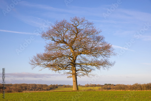 Solitary oak tree in a field in winter on a cold sunny day with a blue sky. Much Hadham, Hertfordshire, UK.