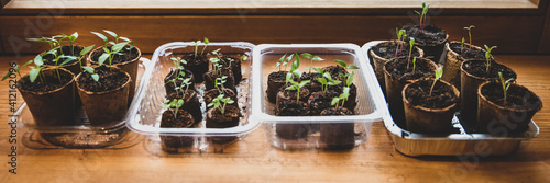 Foto panorama or banner of propagation seed pot with soil and pepper chili  paprika a