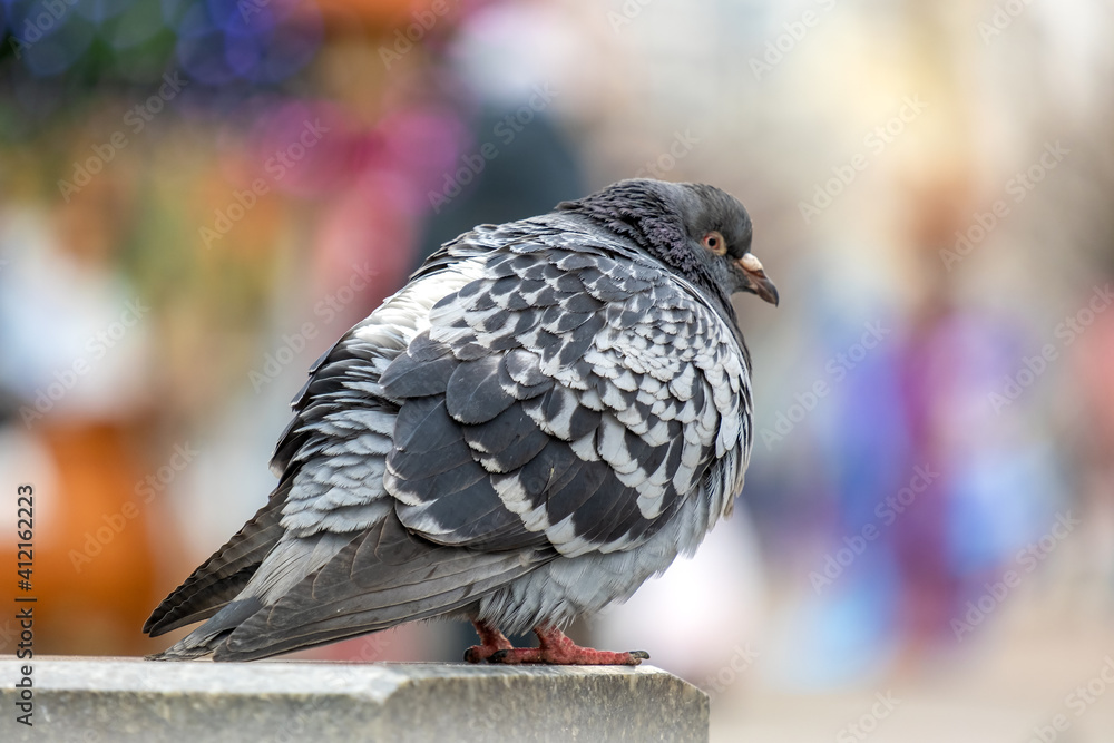 Obraz premium Closeup of gray pigeon bird on a city street.