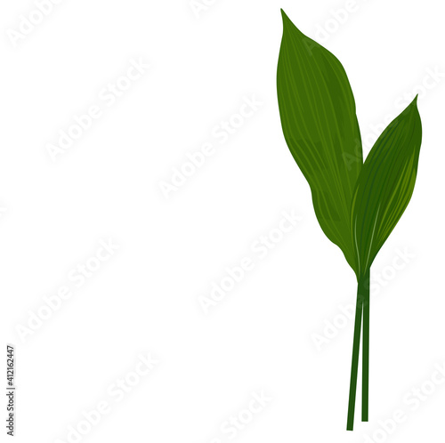 Green juicy Aspidistra leaves vector stock illustration. Green snowdrop tops. Spring flora. Lush green foliage. Isolated on a white background.