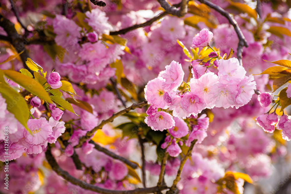 pink cherry blossom close up. beautiful nature scenery in morning light. spring freshness concept pink cherry blossom close up. beautiful nature scenery in morning light. spring freshness concept