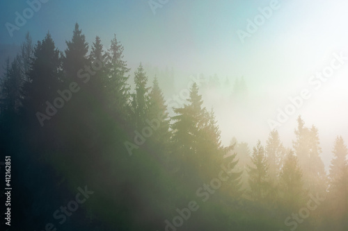 spruce trees in morning mist. enchanting winter nature scenery. light through fog. cold weather concept