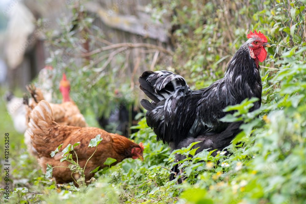 Fototapeta premium Closeup of domestic chicken feeding on traditional rural barnyard. Hens on barn yard in eco farm. Free range poultry farming concept.