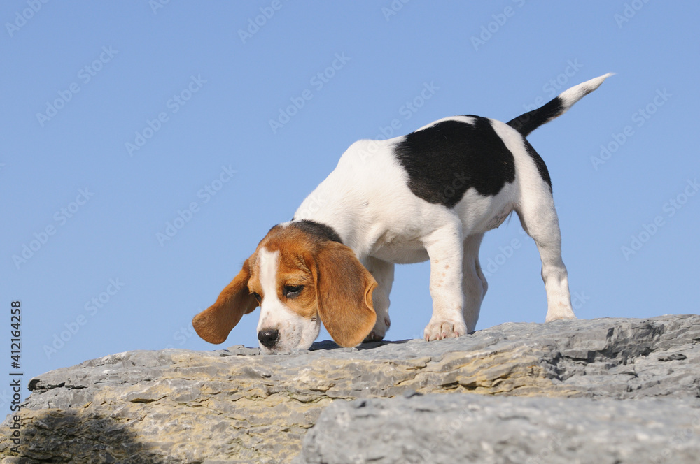 Beagle puppy dog discovers the world 