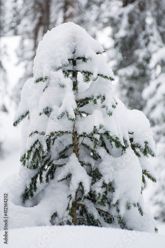 A small Christmas tree, wrapped in fluffy snow, in the Austrian forest near Kitzbuhel.