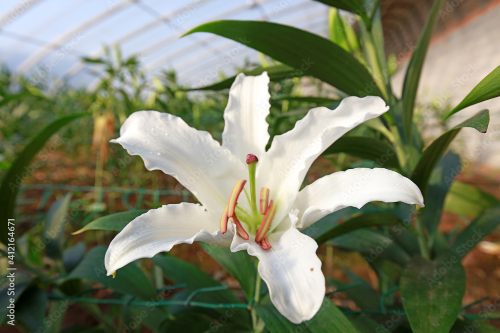 Fototapeta premium Beautiful white lilies in the plantation, North China