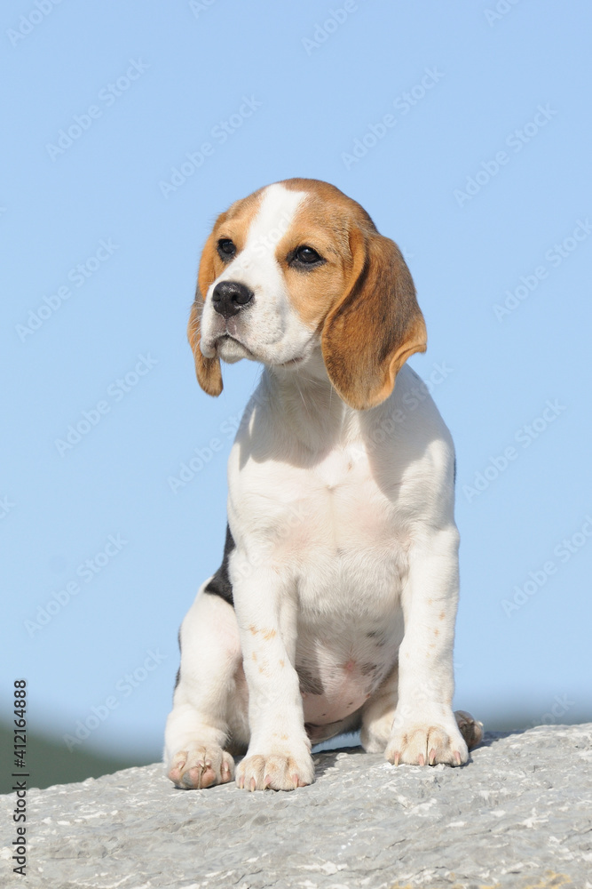 Beagle puppy dog sitting portrait
