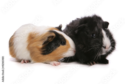 two guinea pigs