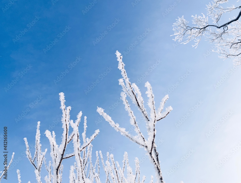 Icy frozen tree branches in the blue sky Icy frozen tree branches in the blue sky